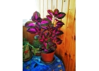 Тольятти. Продаю Колеус Блюма Coleus blumei.